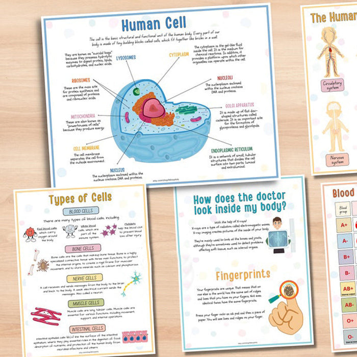 Human Anatomy Busy Book