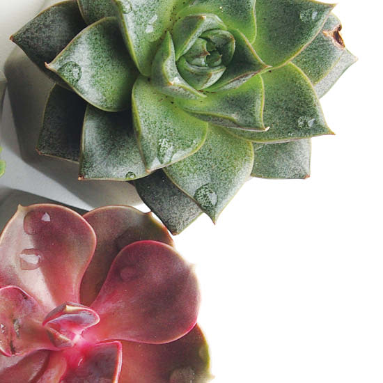 Q Smart Spa Mask | Cactus Blossom