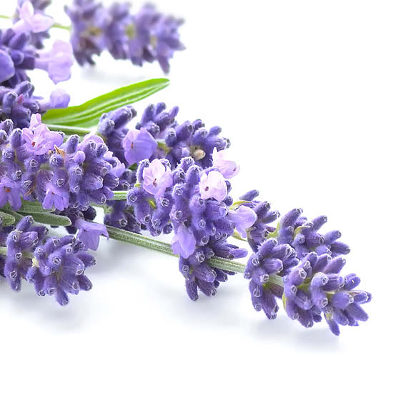 Q Smart Spa Soak | Lavender Verbena