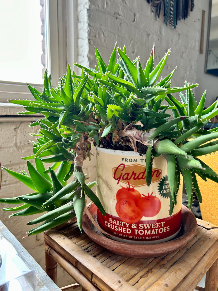 Tomato Can Planter